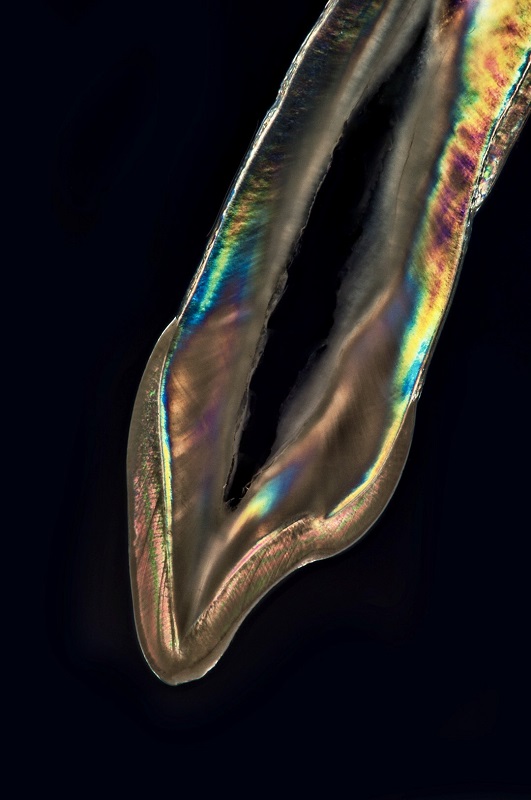 Teeth Art 10